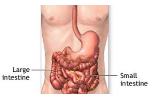 Intestinal Disorders